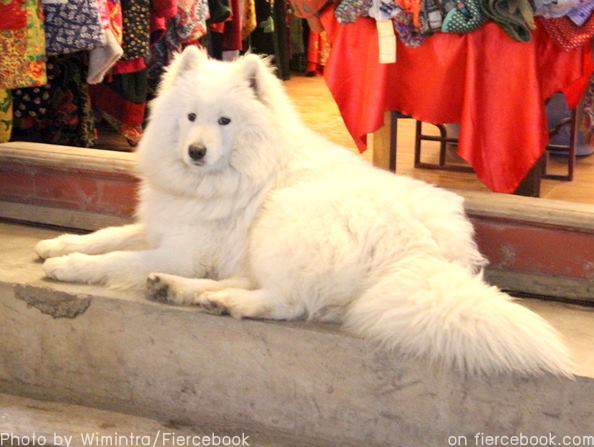 หมาพันธ์ Samoyed รีวิว เที่ยวลี่เจียง เที่ยวเอง ไปเอง ไม่ง้อทัวร์ ไปอย่างไร พักที่ไหน มีอะไรเที่ยวบ้าง Jade Dragon Snow Mountain ยอดเขาหิมะมังกรหยก