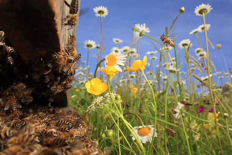 Beauty News, Guerlain, Guerlain World Bee Day 2023, เกอร์แลง, วันผึ้งโลก, 20 พ.ค., Abeille Royale Advanced Youth Watery Oil, เซลีน เคลย์ร็อง, ศิลปินฝรั่งเศส, อนุรักษ์ผึ้ง, Bees Conservation Programme